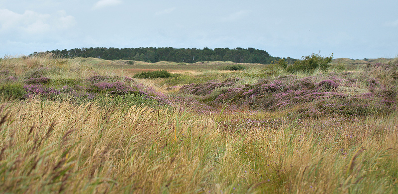 Tranum Klitplantage, Store Vande, d. 22 august 2012. Fotograf;  Lars Andersen