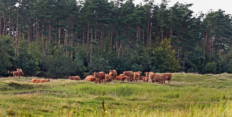 Køer med kalve kan være en lidt for spændende oplevelse at møde.Tolshave Mose nord for Frederikshavn, Danmark d. 23/8 2012. Fotograf: Lars Andersen