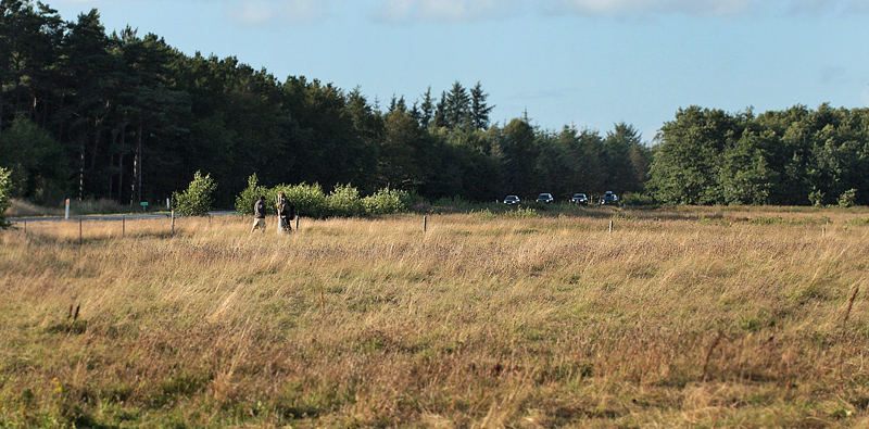 Napstjært Enge nord for Frederikshavn, Danmark d. 23/8 2012. Fotograf: Lars Andersen