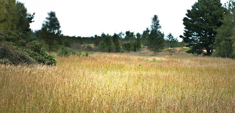 Rbjerg Mose; Granly nord for Frederikshavn, Danmark d. 24/8 2012. Fotograf: Lars Andersen