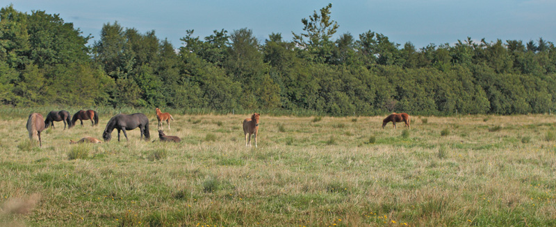 Heste p sommergrs. Napstjrt Enge, Nordjylland d. 25 august 2012. Fotograf; Lars Andersen