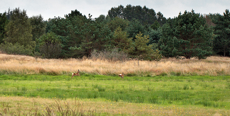 Her Rådyr der stikker af. Store områder i Napstjært Mose hvor der ingen Djævelsbid vokser nord for Frederikshavn, Danmark d. 25/8 2012. Fotograf: Lars Andersen
