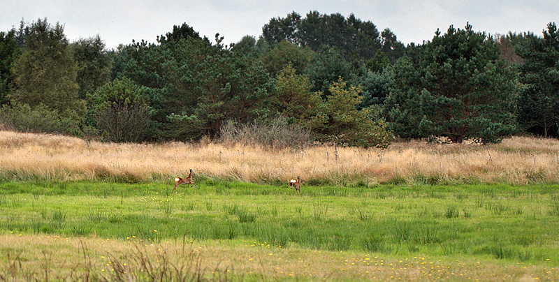 Her Rdyr der stikker af. Store omrder i Napstjrt Mose hvor der ingen Djvelsbid vokser nord for Frederikshavn, Danmark d. 25/8 2012. Fotograf: Lars Andersen