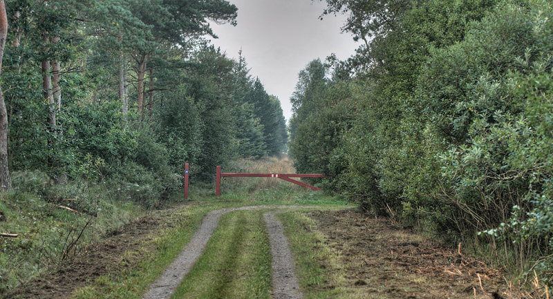Tranum Klitplantage, Tørvevej, Øgdam, d. 29 august 2012. Fotograf; Lars Andersen