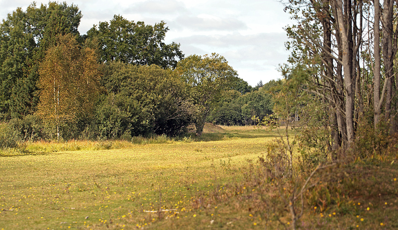 Jennet, eng med rimmer og dobbere der er ekstensiv grset af heste, nord for Frederikshavn maskinelt hslet med f Djvelsbid, Danmark d. 1/9 2012. Fotograf: Lars Andersen