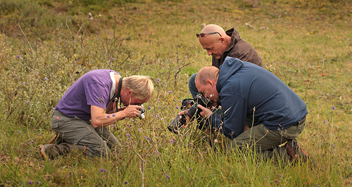 Jennet, eng med rimmer og dobbere der er ekstensiv grset af heste, nord for Frederikshavn maskinelt hslet med f Djvelsbid, Danmark d. 1/9 2012. Fotograf: Lars Andersen