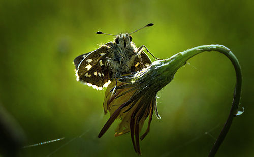 Kommabredpande, Hesperia comma, Overklitten, Tranum Klitplantage, Danmark d. 19/8 2012. Fotograf: Lars Andersen