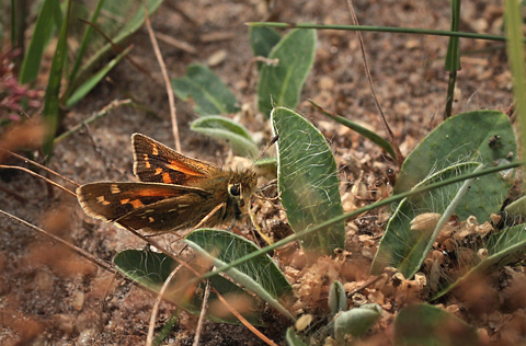 Kommabredpande, Hesperia comma, Overklitten, Tranum Klitplantage, Danmark d. 21/8 2012. Fotograf: Lars Andersen