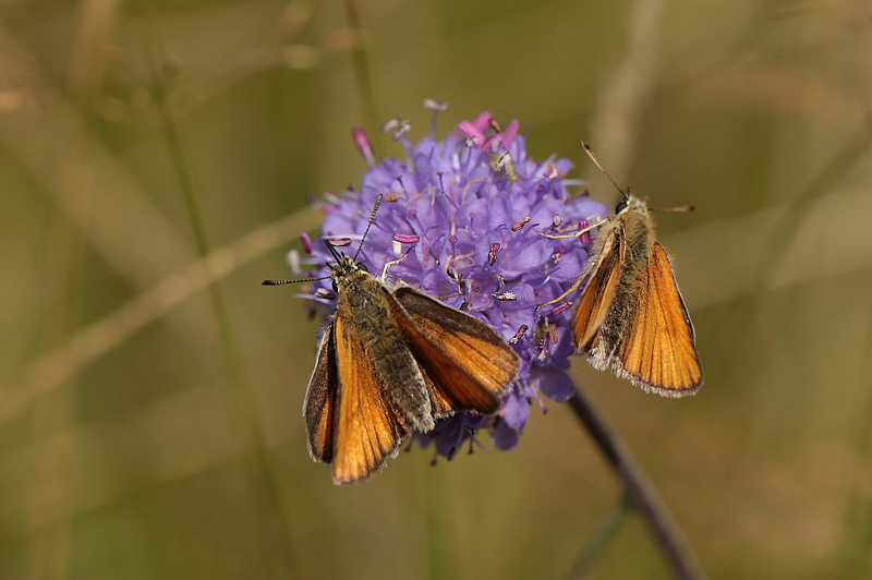 Stregbredpande, Thymelicus lineola hunner.Tranum Klitplantage, Store Vande, d. 22 august 2012. Fotograf;  Lars Andersen