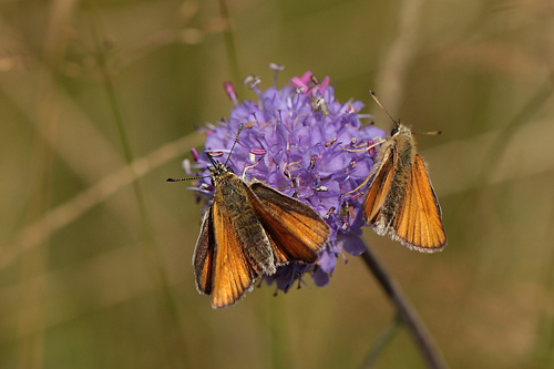 Stregbredpande, Thymelicus lineola hunner.Tranum Klitplantage, Store Vande, d. 22 august 2012. Fotograf; Lars Andersen