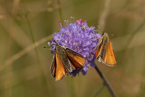 Stregbredpande, Thymelicus lineola hunner,  Store Vande,Tranum Klitplantage, Danmark d. 22/8 2012. Fotograf: Lars Andersen