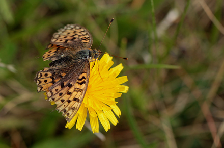 Skov med Gran i den østlige del af Myrens Vej, i rabatten midt inde i Granskov fløj der Klitperlemorsommerfugl, Argynnis niobe hun. Tranum Klitplantage, Myrens Vej d. 22 august 2012. Fotograf; Lars Andersen