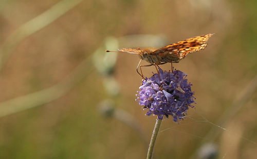 Skovperlemorsommerfugl, Argynnis adippe hun,  Tranum Klitplantage, Danmark d. 22/8 2012. Fotograf: Lars Andersen