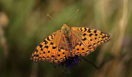 Skovperlemorsommerfugl, Argynnis adippe hun, Tranum Klitplantage, Danmark d. 22/8 2012. Fotograf: Lars Andersen