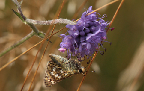 Kommabredpande, Hesperia comma hun, Strandby nord for Frederikshavn, Danmark d. 23/8 2012. Fotograf: Lars Andersen