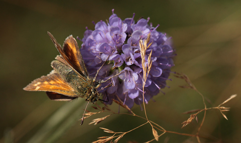 Kommabredpande, Hesperia comma hun, Strandby nord for Frederikshavn, Danmark d. 23/8 2012. Fotograf: Lars Andersen