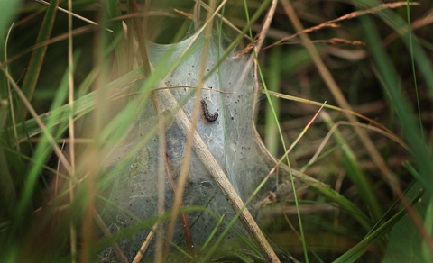 Hedepletvinge larvespind. Tolshave Mose N 57° 31.132', E 10° 24.902', Danmark d. 23/8 2012. Fotograf: Lars Andersen