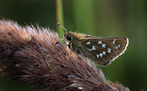 Kommabredpande, Hesperia comma hun, Tolshave Mose N 57 31.132', E 10 24.902', Danmark d. 23/8 2012. Fotograf: Lars Andersen