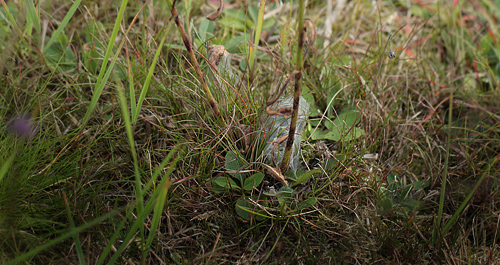 Hedepletvinge larvespind. Enge p den vestlige side af jernbanen ved Jerup, Kalmer Rimmer nord for Frederikshavn, Danmark d. 25/8 2012. Fotograf: Lars Andersen