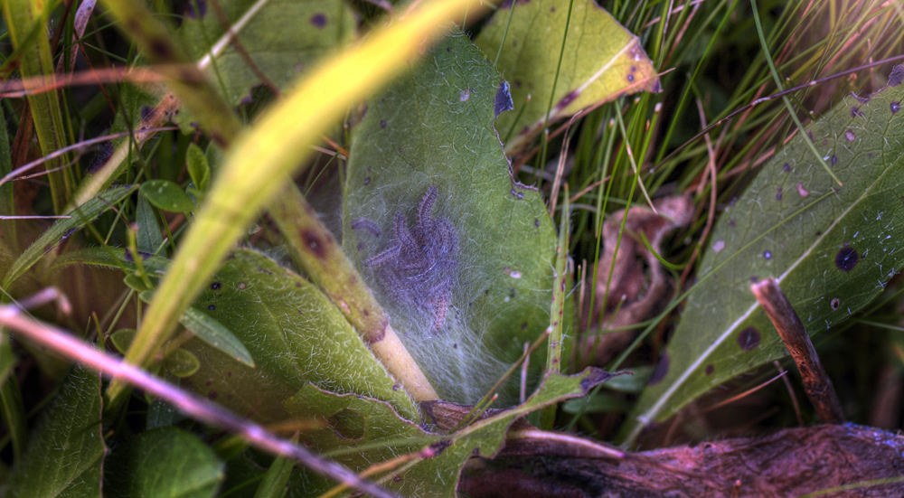 Hedepletvinge larvespind. Oxholm, land, d. 26 august 2012. Fotograf;  Lars Andersen