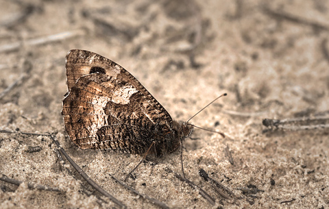 Sandrandøje, Hipparchia semele, (Linnaeus, 1758) hun. Tranum Klitplantage, Udholm Mose, d. 29 august 2012. Fotograf; Lars Andersen