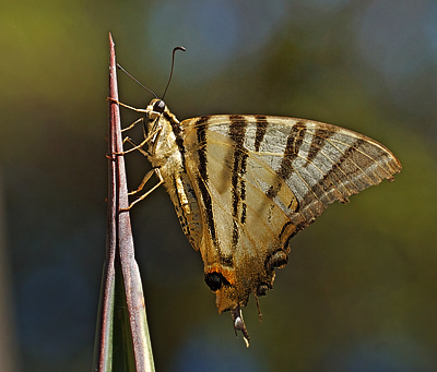 Sydeuropisk Svalehale, Iphiclides podalirius. Ravello,  Italien d. 29 august 2011. Fotograf; John Strange Petersen 