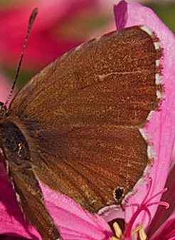 Bronzeblåfugl, Cacyreus marshalli.Ravello, Italien d. 29 august 2011. Fotograf; John Strange Petersen