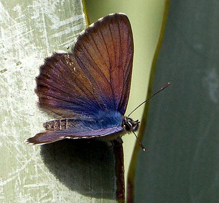 Kanarisk blfugl, Cyclyrius webbianus han (Brull, 1839). Puerto de la Cruz, Botanisk Have. Tenerife d. 19 marts 2012. Fotograf; John Strange Petersen