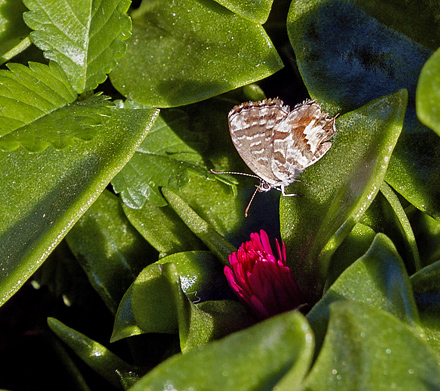 Bronze-Blfugl, Cacyreus marshalli. Montecatini Terme, Italien d. 16 September 2012. Fotograf; John Strange Petersen 