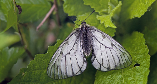 Sibirisk Apollo, Parnassius stubbendorfii. Harbin, det nordstlige Kina d. 2 juni 2012. Fotograf; Birger Lnning