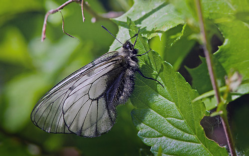 Sibirisk Apollo, Parnassius stubbendorfii. Harbin, det nordstlige Kina d. 2 juni 2012. Fotograf; Birger Lnning