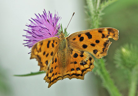 Det Gyldne C, Polygonia c-aureum. Harbin, det nordstlige Kina d. 17 juni 2013. Fotograf; Birger Lnning