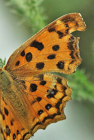 Det Gyldne Hvide C, Polygonia c-aureum. Harbin, det nordstlige Kina d. 17 juni 2013. Fotograf; Birger Lnning