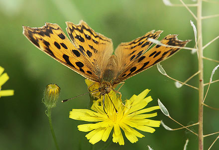 Det Gyldne C, Polygonia c-aureum. Harbin, det nordstlige Kina d. 21 juni 2013. Fotograf; Birger Lnning