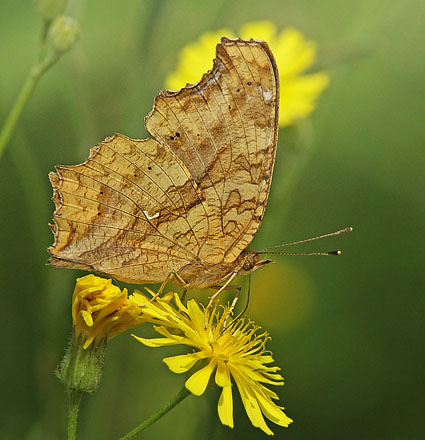 Det Gyldne C, Polygonia c-aureum. Harbin, det nordøstlige Kina d. 21 juni 2013. Fotograf; Birger Lønning