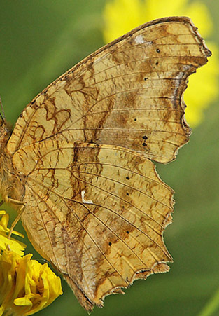 Det Gyldne C, Polygonia c-aureum. Harbin, det nordstlige Kina d. 21 juni 2013. Fotograf; Birger Lnning