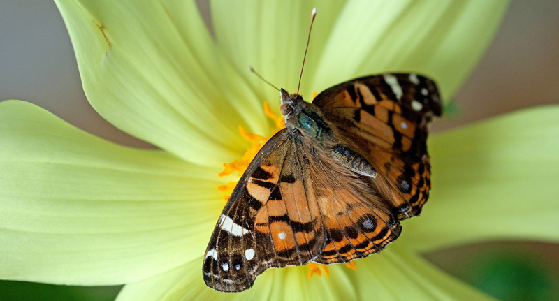 Amerikansk Tidselsommerfugl, Vanessa virginiensis. Portugal d. 14 september 2010. Fotograf; Tom Nygaard Kristensen