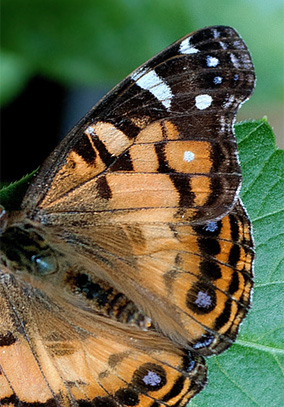 Amerikansk Tidselsommerfugl, Vanessa virginiensis. Portugal d. 14 september 2010. Fotograf; Tom Nygaard Kristensen