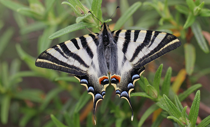 Iberisk Svalehale, Iphiclides podalirius ssp. festhamelii. Darnius, Katalanien, Spanien d. 14 april 2011. Fotograf; Lars Sjberg Madsen