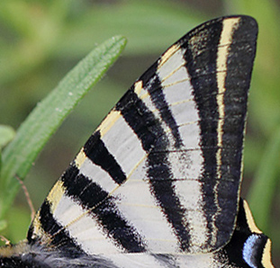 Iberisk Svalehale, Iphiclides podalirius ssp. festhamelii. Darnius, Katalanien, Spanien d. 14 april 2011. Fotograf; Lars Sjberg Madsen