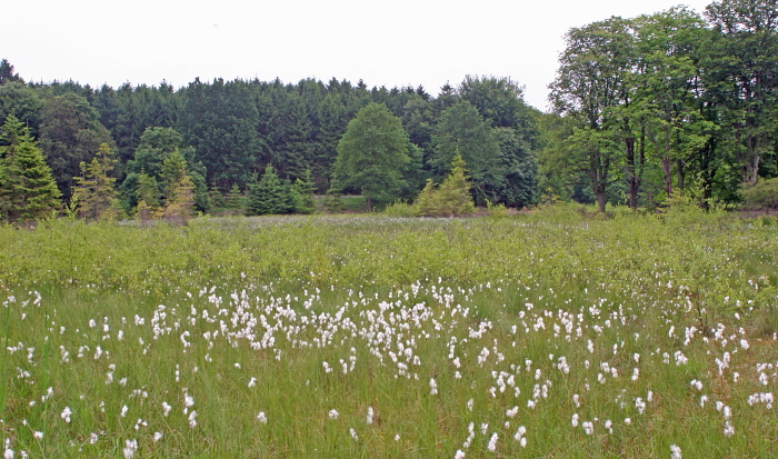 Bølleblåfugl på Kæruld (Eriophorum) i Kirkemosen, Ryegaard Dyrehave d. 19 juni 2005. Fotograf: Lars Andersen