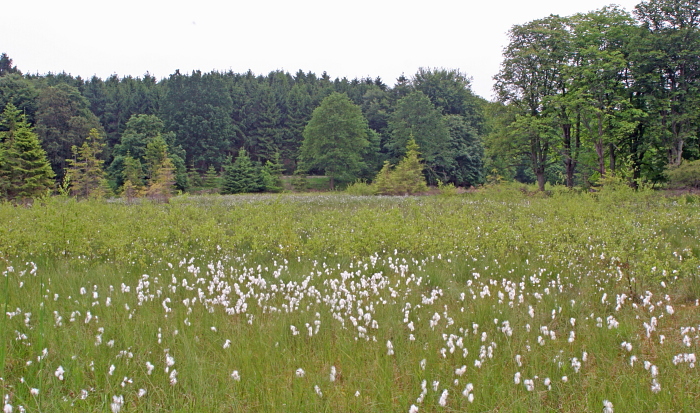 BlleblfKruld (Eriophorum) i Rygaard mose d. 19 juni 2005. Fotograf: Lars Andersen