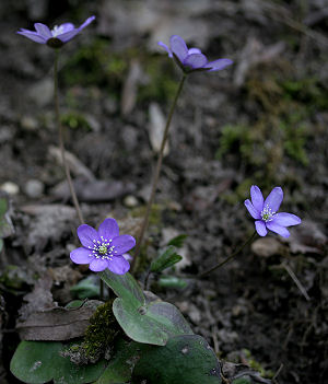Blå anemone. Kongelunden. d. 17 april 2005. Fotograf: Lars Andersen