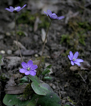 Bl anemone. Kongelunden. d. 17 april 2005. Fotograf: Lars Andersen