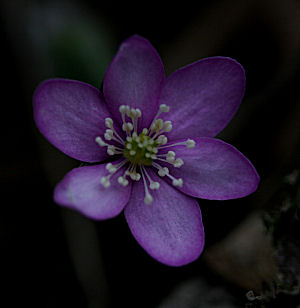 Blå anemone. Kongelunden. d. 17 april 2005. Fotograf: Lars Andersen
