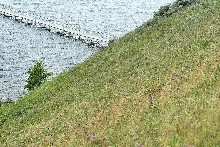Lokalitet for Stor Bredpande, Kyndeløse Sydmark, Isefjord Inderbredning d. 2 august 2005. Fotograf: Lars Andersen