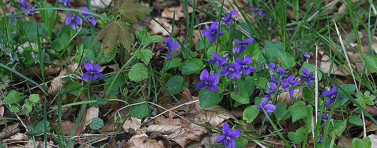 Skovviol, Viola reichenbachiana i Store Skov/Hamborg Skov, Lolland. d. 11 maj 2005. Fotograf: Lars Andersen