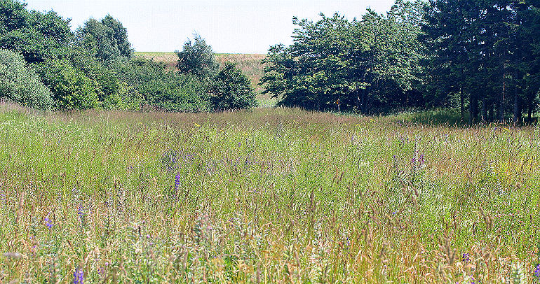 Lokalitet for Dukatsommerfugl, Foranderlig blfugl, Dvrgblfugl, Isblfugl og Engblfugl. Brandbjerg/ Nygrd, Jgerspris. d.  3 juli 2005. Fotograf: Lars Andersen