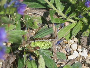 Markfirben i grftekanten med slangehovedeblomst, selv en Niobe blev spidst!. Skagen klitplantage.  10 juli 2005. Fotograf: Lars Andersen