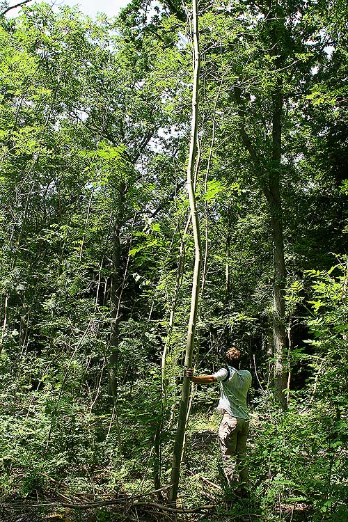 Her str Mikkel Post p udkik efter Blhale ved et Asketr i Kongelunden d. 18 juli 2005. Fotograf: Lars Andersen